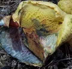 Buchwaldoboletus