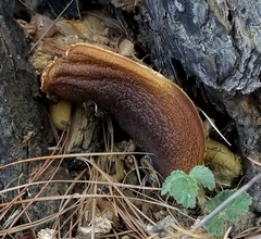 Buchwaldoboletus