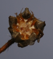 Drosanthemum striatum