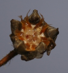 Drosanthemum striatum