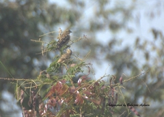 Euplectes hordeaceus