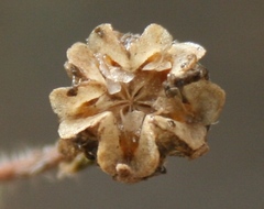 Drosanthemum striatum