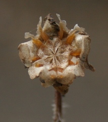 Drosanthemum striatum