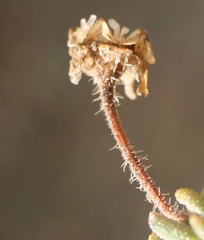 Drosanthemum striatum