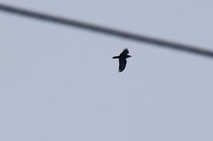 Corvus corax kamtschaticus