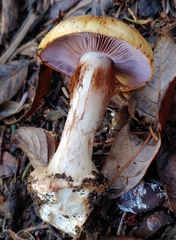Cortinarius largentii