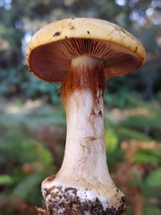 Cortinarius largentii