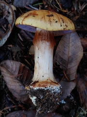 Cortinarius largentii
