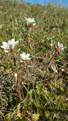 Saxifraga granulata