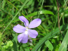 Viola cornuta