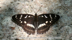 Limenitis amphyssa