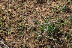 Enteropogon acicularis