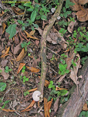Favolus yanomami