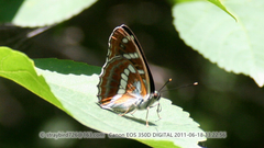 Limenitis amphyssa