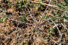 Enteropogon acicularis