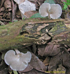 Favolus yanomami