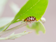 Phola octodecimguttata
