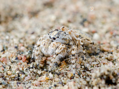 Yllenus turkestanicus