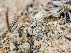 Yllenus turkestanicus