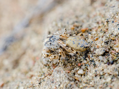 Yllenus turkestanicus