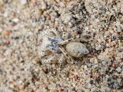 Yllenus turkestanicus