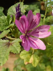 Malva sylvestris