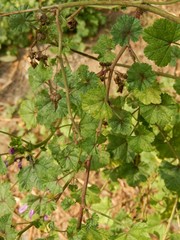 Malva sylvestris
