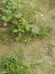Diplotaxis tenuifolia