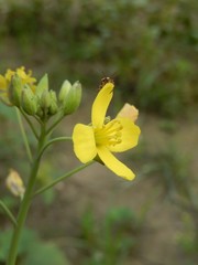 Diplotaxis tenuifolia