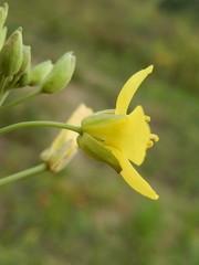 Diplotaxis tenuifolia