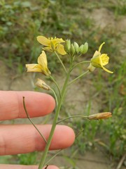 Diplotaxis tenuifolia
