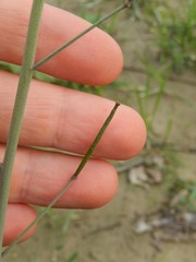 Diplotaxis tenuifolia