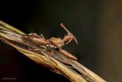 Neoveledella aculeata