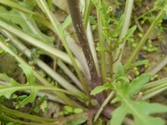 Diplotaxis tenuifolia