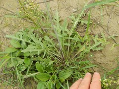 Diplotaxis tenuifolia