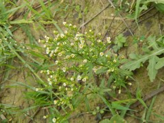 Erigeron canadensis