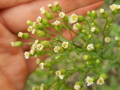 Erigeron canadensis