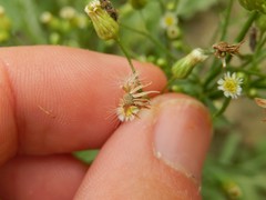 Erigeron canadensis
