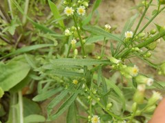 Erigeron canadensis