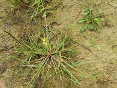 Echinochloa