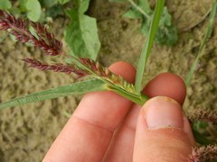 Echinochloa