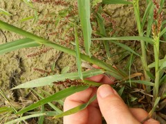 Echinochloa