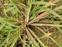 Echinochloa