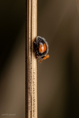 Diomus notescens