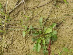 Polygonum rurivagum