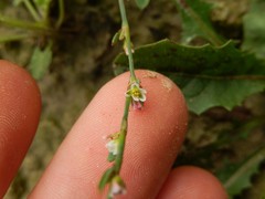 Polygonum rurivagum