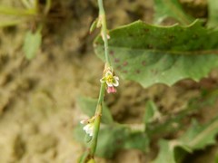 Polygonum rurivagum