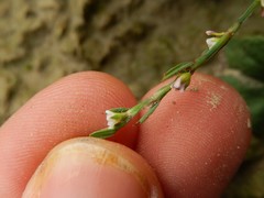 Polygonum rurivagum