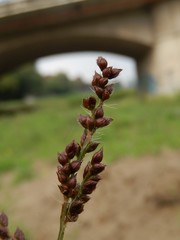 Echinochloa