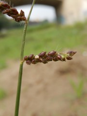 Echinochloa